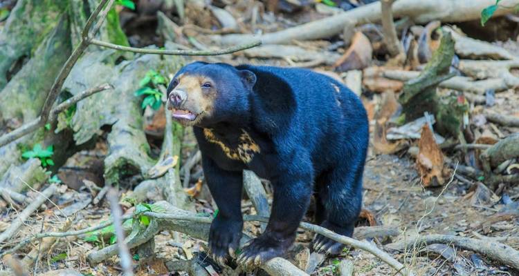 Borneo Wildlife Highlights (Sabah) - Explore! 8