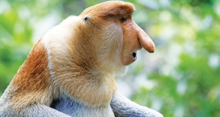 Borneo Wildlife Highlights (Sabah) - Explore! 9