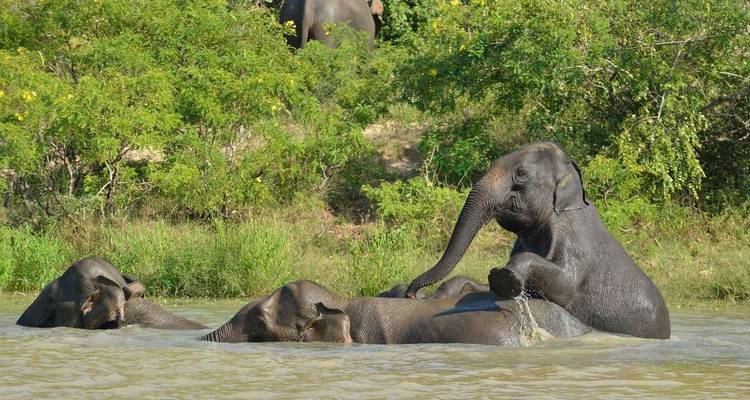Borneo Wildlife Highlights (Sabah) - Explore! 10