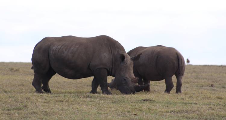 5 días de experiencia de rastreo de rinocerontes Samburu en Kenia. - Primate World Safaris (U) Ltd 2