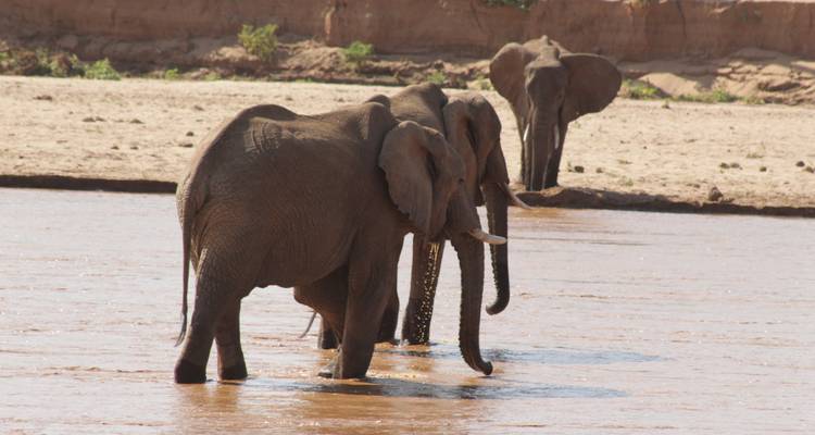 5 días de experiencia de rastreo de rinocerontes Samburu en Kenia. - Primate World Safaris (U) Ltd 3