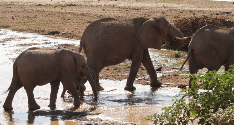 5 días de experiencia de rastreo de rinocerontes Samburu en Kenia. - Primate World Safaris (U) Ltd 4