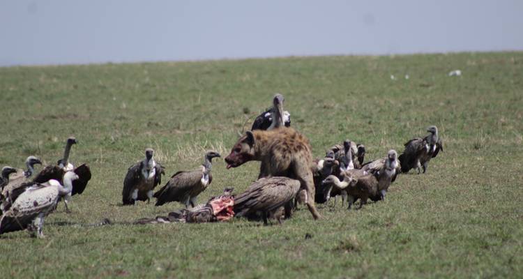 5 días de experiencia de rastreo de rinocerontes Samburu en Kenia. - Primate World Safaris (U) Ltd 7