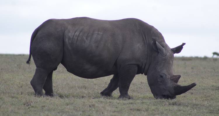 5 días de experiencia de rastreo de rinocerontes Samburu en Kenia. - Primate World Safaris (U) Ltd 8