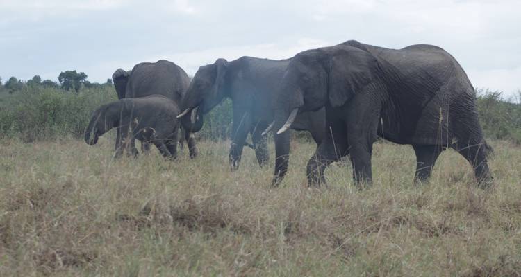 Safari de 5 jours à la découverte de la faune et de la flore du Kenya - Primate World Safaris (U) Ltd 2