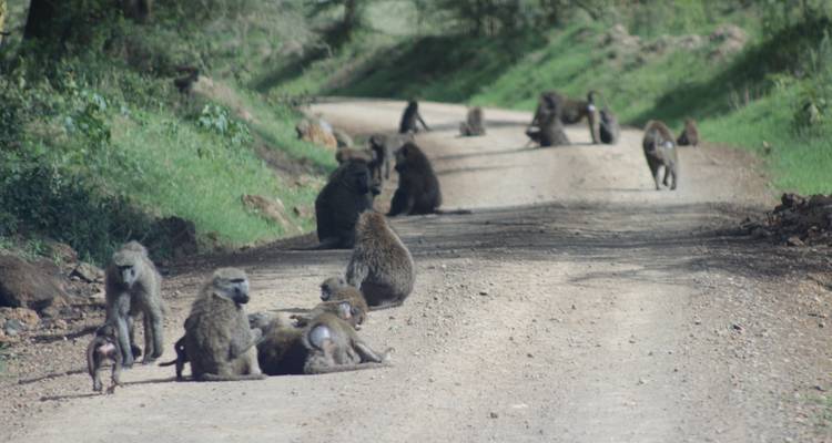Safari de 5 jours à la découverte de la faune et de la flore du Kenya - Primate World Safaris (U) Ltd 3