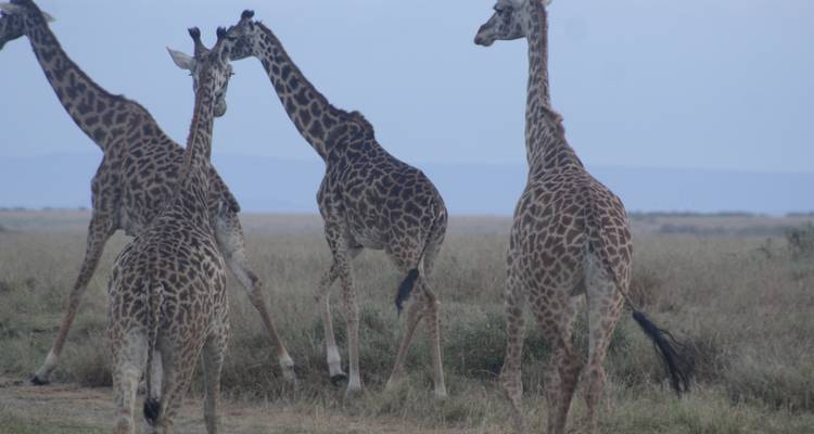 Safari de 5 jours à la découverte de la faune et de la flore du Kenya - Primate World Safaris (U) Ltd 6