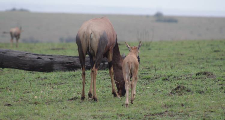Safari de 5 jours à la découverte de la faune et de la flore du Kenya - Primate World Safaris (U) Ltd 7