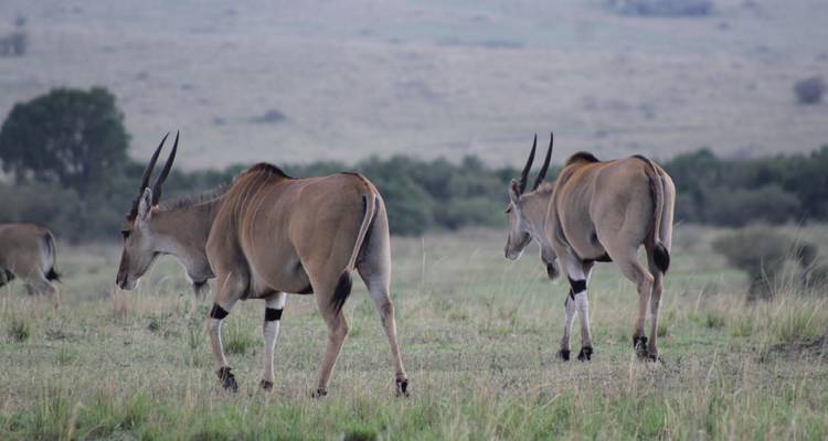 Safari de 5 jours à la découverte de la faune et de la flore du Kenya - Primate World Safaris (U) Ltd 8