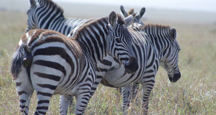 Safari de 5 jours à la découverte de la faune et de la flore du Kenya - Primate World Safaris (U) Ltd 9