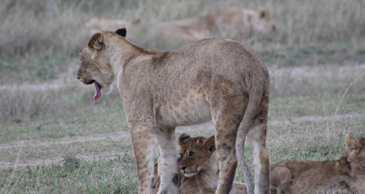 Safari de 5 jours à la découverte de la faune et de la flore du Kenya - Primate World Safaris (U) Ltd 10