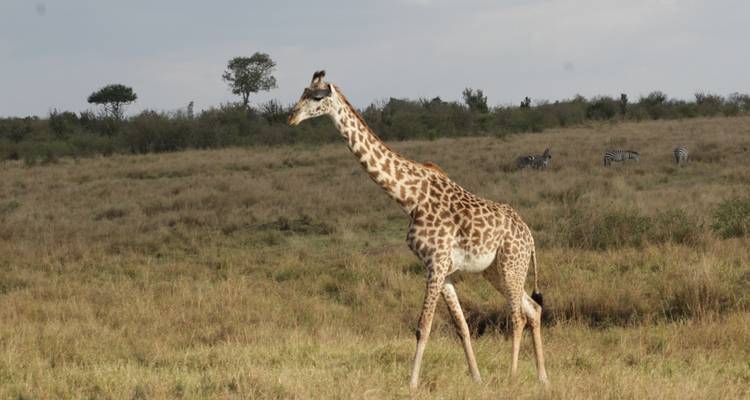 4 days Samburu Express Safari in Kenya - Primate World Safaris (U) Ltd 1