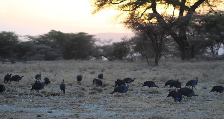 4 days Samburu Express Safari in Kenya - Primate World Safaris (U) Ltd 6