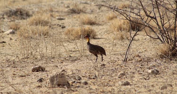 4 days Samburu Express Safari in Kenya - Primate World Safaris (U) Ltd 7
