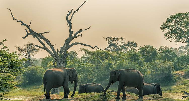 Sri Lanka Safari - Intrepid Travel 2