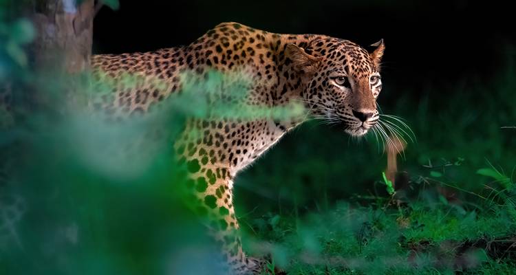 Sri Lanka Safari - Intrepid Travel 6