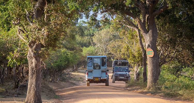 Voertuigen op een onverharde weg door een bos.