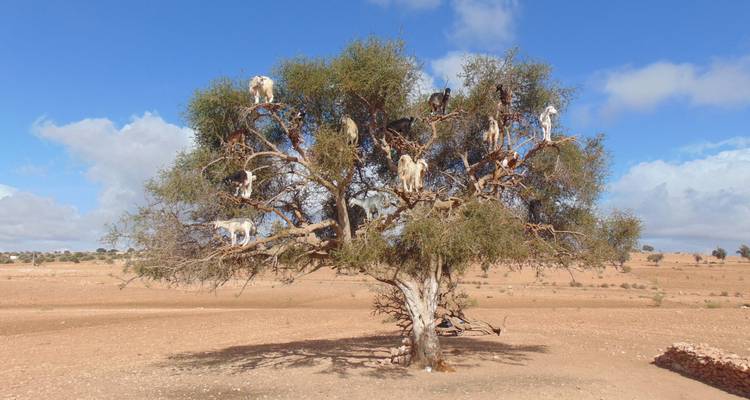Discovering the Enchanting South of Morocco - Gboo Morocco tours 9