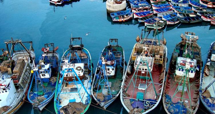 Barcos pesqueros atracados en un puerto con gaviotas volando por encima.
