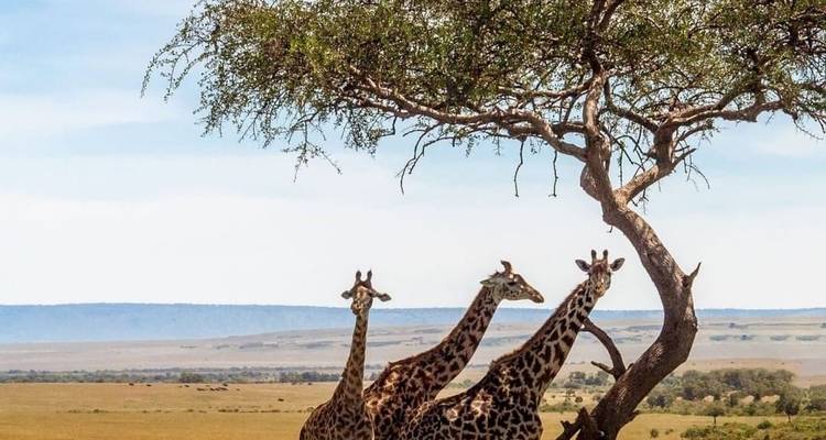 1 jour Parc national de Nyerere - Eatl Tour and Safari Group  7