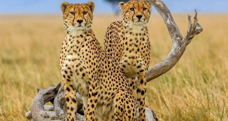 1 jour Parc national de Nyerere - Eatl Tour and Safari Group  8