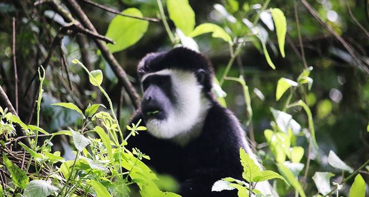 6 Days Mount Kilimanjaro Trekking Marangu Route. - Hazzes Adventure 7