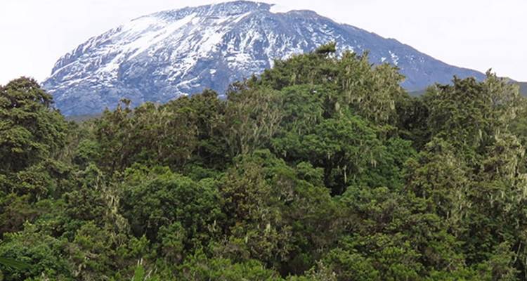6 Days Mount Kilimanjaro Trekking Marangu Route. - Hazzes Adventure 10