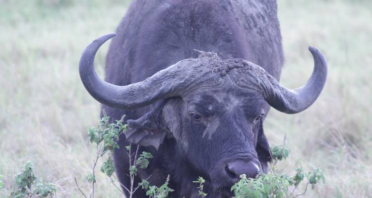 9 days Magical Kenya Wildlife Highlights Safari - Primate World Safaris (U) Ltd 1