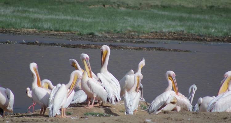 9 days Magical Kenya Wildlife Highlights Safari - Primate World Safaris (U) Ltd 4