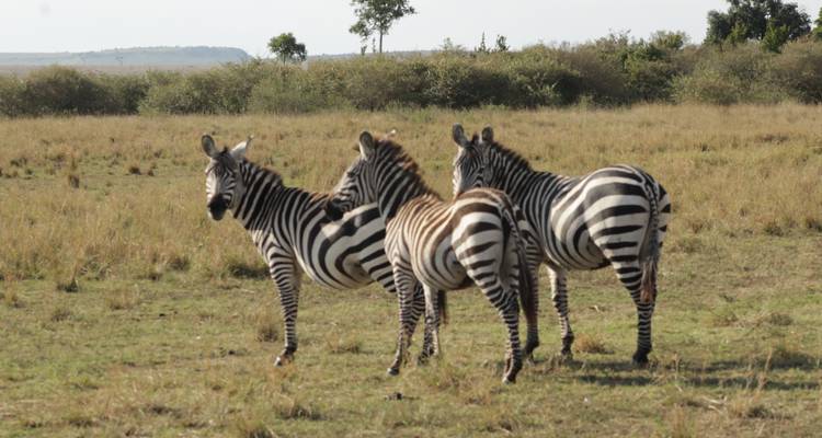 9 days Magical Kenya Wildlife Highlights Safari - Primate World Safaris (U) Ltd 6