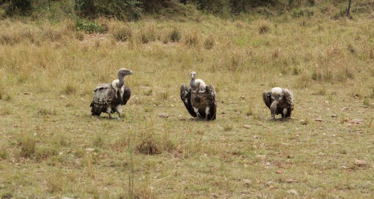 9 days Magical Kenya Wildlife Highlights Safari - Primate World Safaris (U) Ltd 9