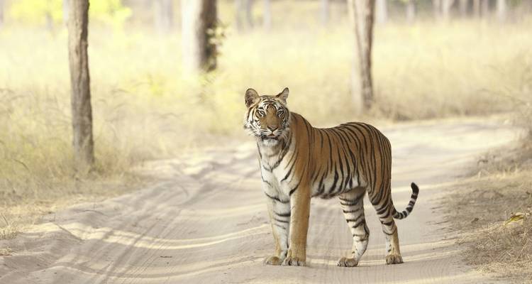 Forfait safari dans la jungle de Bandhavgarh - GoBook India Tours 1