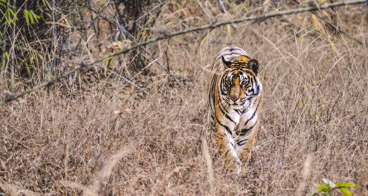 Forfait safari dans la jungle de Bandhavgarh - GoBook India Tours 3