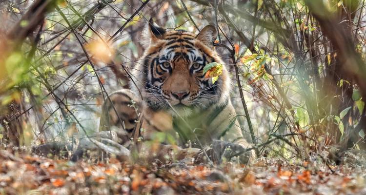 Forfait safari dans la jungle de Bandhavgarh - GoBook India Tours 4