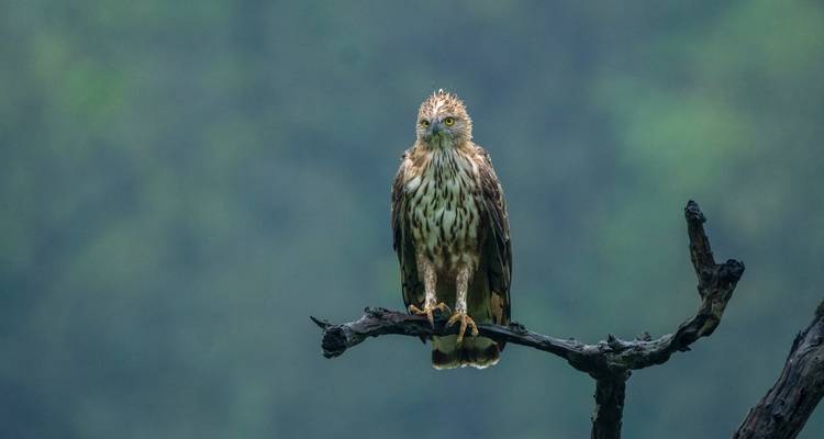 Forfait safari dans la jungle de Bandhavgarh - GoBook India Tours 7