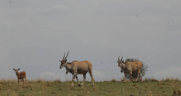 4 days Masai Mara Luxury Wildlife Safari - Primate World Safaris (U) Ltd 2