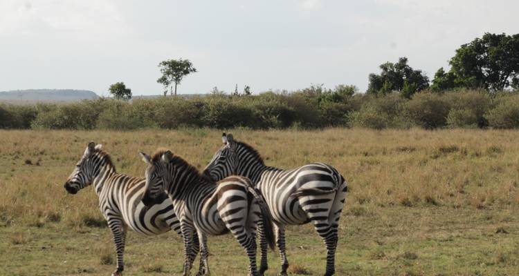 4 days Masai Mara Luxury Wildlife Safari - Primate World Safaris (U) Ltd 3