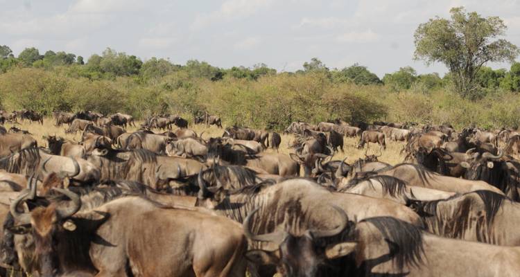 4 days Masai Mara Luxury Wildlife Safari - Primate World Safaris (U) Ltd 4
