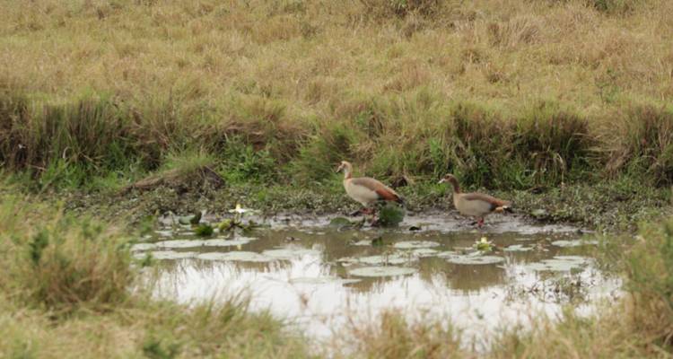 4 days Masai Mara Luxury Wildlife Safari - Primate World Safaris (U) Ltd 5