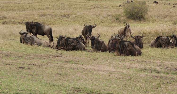 4 days Masai Mara Luxury Wildlife Safari - Primate World Safaris (U) Ltd 6