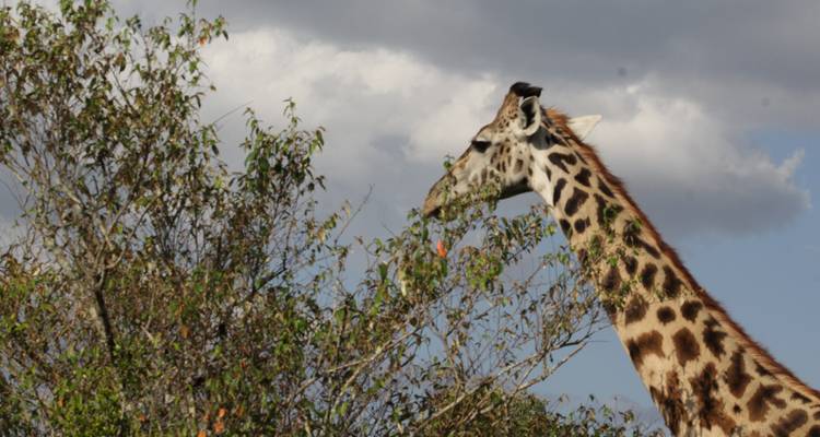 4 days Masai Mara Luxury Wildlife Safari - Primate World Safaris (U) Ltd 7