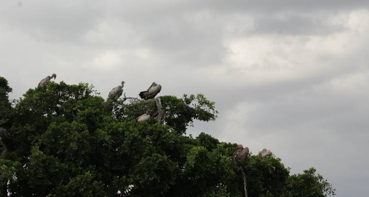 8 days Samburu & Masai Mara Safari - Primate World Safaris (U) Ltd 1