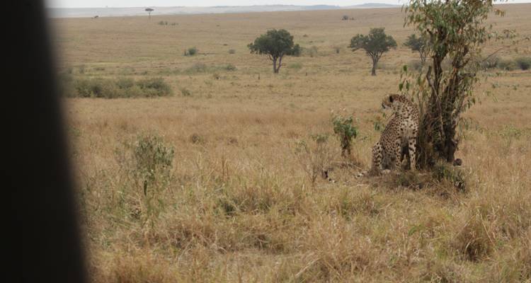 8 days Samburu & Masai Mara Safari - Primate World Safaris (U) Ltd 2