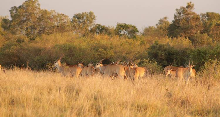8 days Samburu & Masai Mara Safari - Primate World Safaris (U) Ltd 6