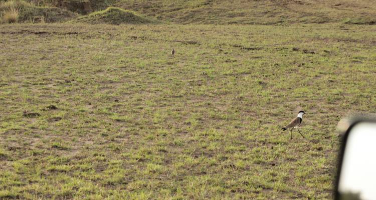 8 days Samburu & Masai Mara Safari - Primate World Safaris (U) Ltd 7