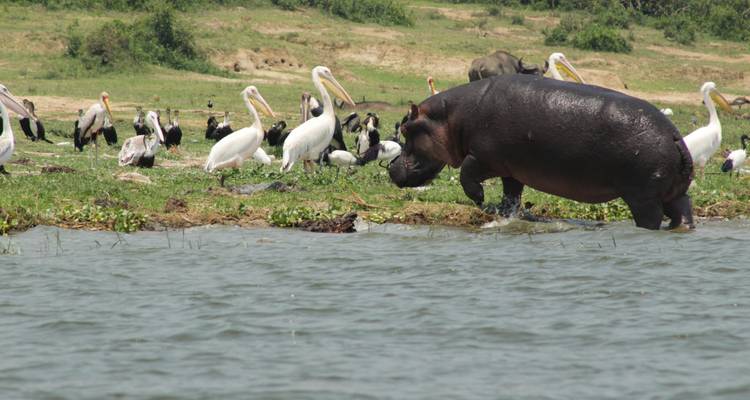 4 jours de safari à Nakuru et au Masai Mara au Kenya - Primate World Safaris (U) Ltd 3
