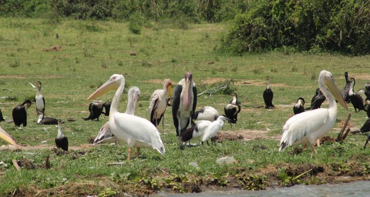 4 jours de safari à Nakuru et au Masai Mara au Kenya - Primate World Safaris (U) Ltd 6