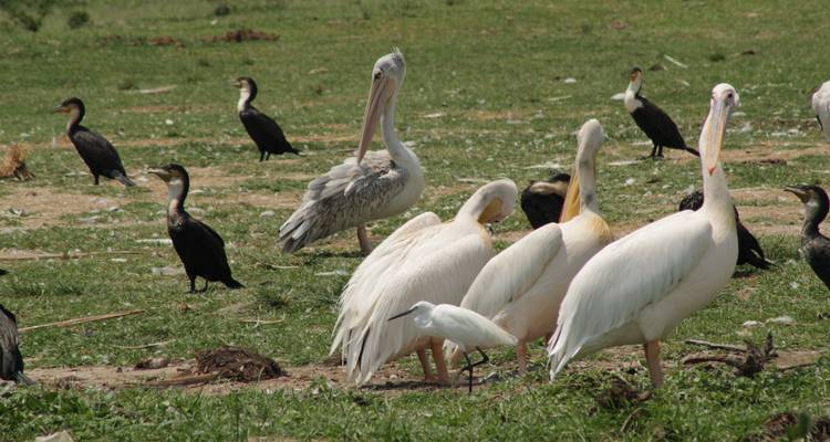 4 jours de safari à Nakuru et au Masai Mara au Kenya - Primate World Safaris (U) Ltd 7