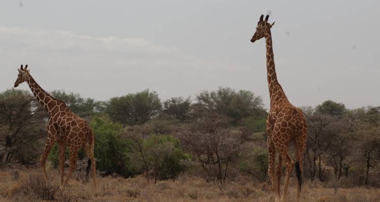 4 jours de safari à Nakuru et au Masai Mara au Kenya - Primate World Safaris (U) Ltd 8