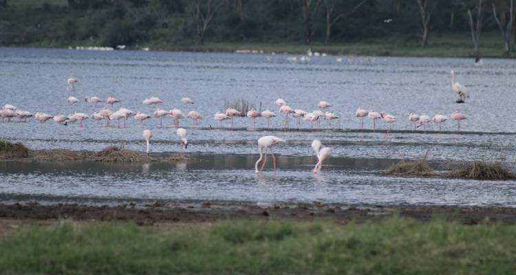 4 jours de safari à Nakuru et au Masai Mara au Kenya - Primate World Safaris (U) Ltd 9